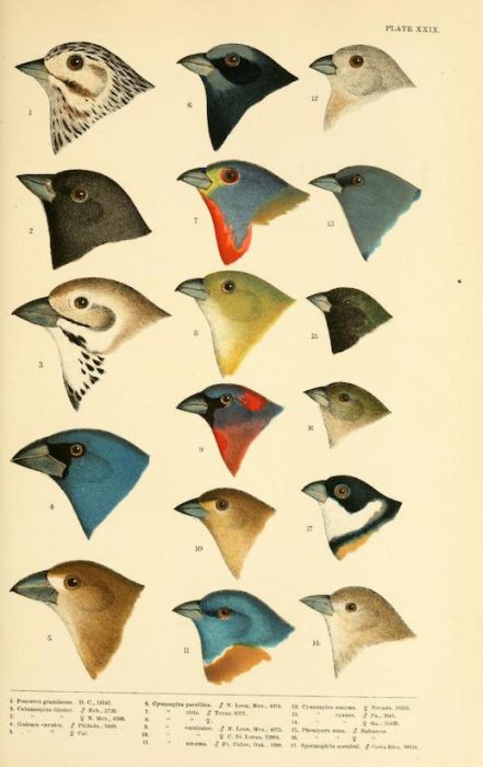 history-of-north-american-birds-xxix-plate_biodiversity-heritage-library