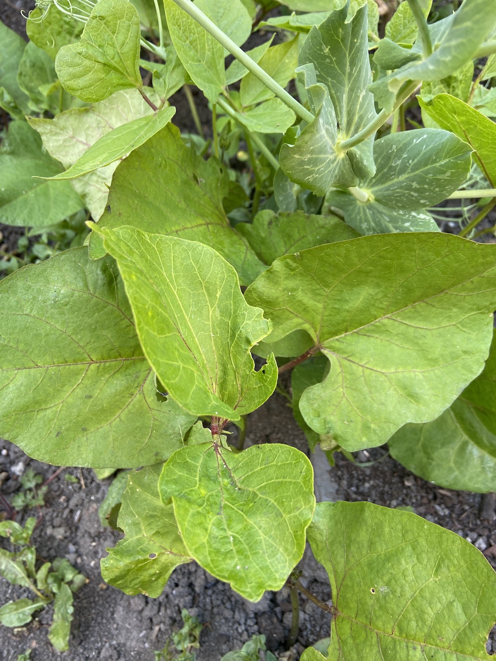 Breaking Ground: Dwarf Beans | Caught by the River | Caught by the River